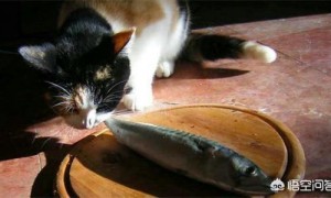 猫吃鱼为什么不会被鱼刺卡住嗓子?
