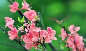 原创 
            6月贵人多,财神到,3生肖事业火,生意旺,富贵无双!