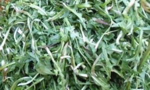 蒲公英加“一宝”泡水喝,清肝明目抗衰老,清除体内毒素,身体会更好