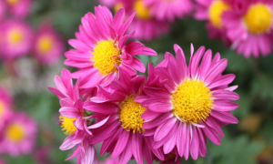 喜从天降!6月收入涨,横财多,变身金主的生肖