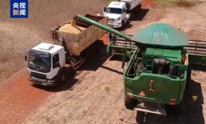 巴西今年大豆出口总量创新高